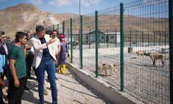Hakkari'de başıboş sokak hayvanı kalmayacak