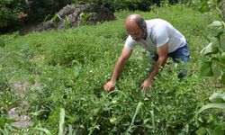 Bahçesinde 18 çeşit domates yetiştiriyor
