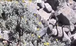 Hakkari'de boş arazide dans eden yılanlar görenleri şaşırttı