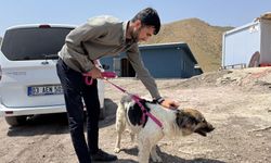Sanatçı Ertem Hakkari'deki köpeği sahiplendi