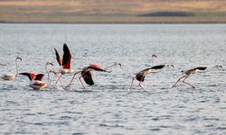 Flamingolar Van Gölü'ne renk katıyor
