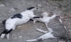 Yüksekova'da 10 köpek, 5 kedi ve 3 tilki ölüsü bulundu