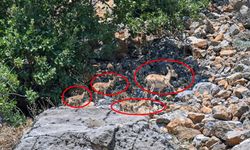 Hakkari’de sürü halinde yiyecek arayan dağ keçileri görüntülendi