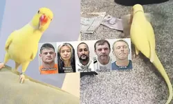 Hapishanedeki çeteyi çökerten papağan