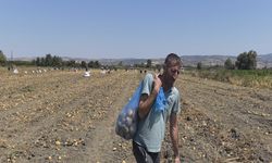 Zarar eden çiftçi patatesleri halka dağıttı