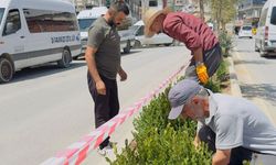 Hakkari'de orta refüjler yeşillendiriliyor