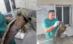 Hakkari'de yaralı şahin tedavi edilip doğaya salındı