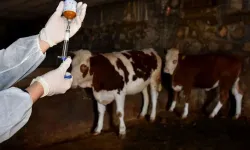Hakkari'de Şap Hastalığı ile ilgili önemli karar!