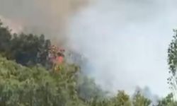 Şemdinli'deki orman yangını kontrol altına alındı