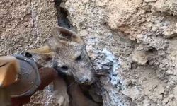 Hakkari'de kaya çatlağına sıkışan tilki kurtarıldı