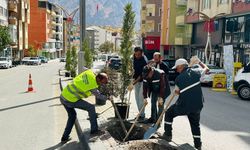 Hakkari’de ağaçlandırma çalışmaları devam ediyor