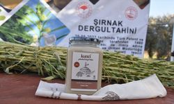 Şırnak'ta susam üretim alanı arttı