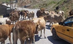 Hakkari Belediyesinden başıboş havan uyarısı