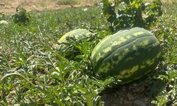 Hakkari'de TAKE projesi meyve verdi