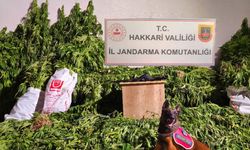 Hakkari'de kenevir eken şahıs suçüstü yakalandı