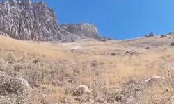 Başkale'de sürüye saldıran kurtlar 70 koyunu telef etti