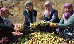 Manisa'da kadınların hünnap mesaisi başladı