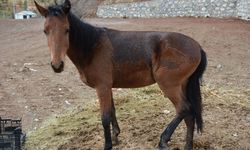 Hakkari'de sahipsiz at kaderine terk edildi