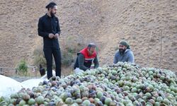 Hakkari'deki ceviz bahçesinden 8 ton ürün aldı