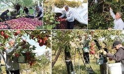 Hakkari'nin ilk elma bahçesinde 50 yıllık bereket