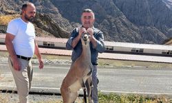 Hakkari'de yorgun halde bulunan Dağ Keçisi tedavi altına alındı