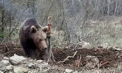 Hakkari’de ayı saldırısı: 20 yaşındaki genç yaralandı