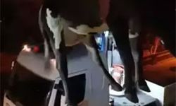 Dama çıkan 'İnek' vinçle indirildi