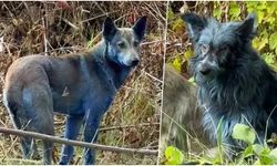 Köpeklerin rengi gizemli bir şekilde maviye döndü