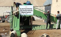 Van’da koyunlar artık mobil banyoda yıkanıyor!
