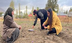 Hakkari'de ilk kez ekilen safranın hasadı yapılacak