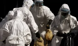 Dünya Sağlık Örgütü'nden H5N1  uyarısı
