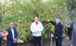 Kaymakam Demirci, nar üreticileriyle hasatta buluştu