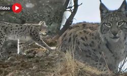 Hakkari'de nadir görülen vaşak görüntülendi