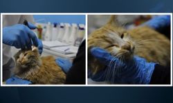 Sivas'ta yavru kedide AIDS çıktı