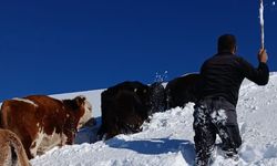 Hakkari'de kaybolan büyükbaş hayvanlardan bazıları bulundu