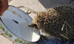 Her sabah ahırına gelen kirpiyi sütle besliyor