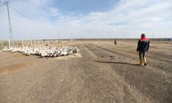 Kars'ta yılda yaklaşık 2,5 milyon kaz yetiştiriliyor