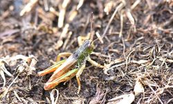 Hakkari'den bilim dünyasına yeni bir katkı