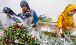 Çiçekte 10 aylık ihracat rekoru