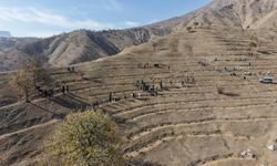 Derecik’te 500 fidan toprakla buluştu