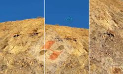 Hakkari Valisi Çelik’ten Dağ Keçileri paylaşımı