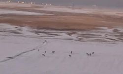 Hakkari’de kurt sürüsü görüntülendi