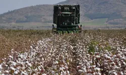 Gaziantep’te pamuk hasadı hasat başladı