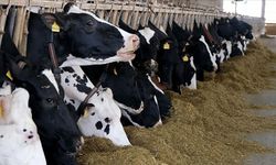 Türkiye'de et ve süt üretiminde arz sıkıntısı beklenmiyor