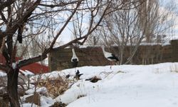 Hakkari’de 23 yıldır göç etmeyen leyleklere yenileri eklendi