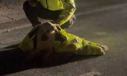 Polis, yaralı köpeğin üstünü kendi montuyla örttü