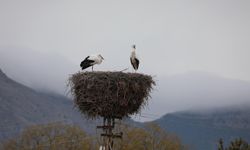 Köyü mesken tutan leylekler, 10 yıldır göç etmiyor