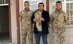 Hakkari’de nesli tehlikedeki baykuş koruma altında