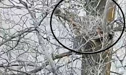 Nesli tehlike altında olan vaşak, ağaçta görüntülendi