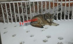 Hakkari’de kurt vatandaşın balkona girdi